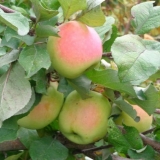 Drvo jabuke sjeverne zore: opis, oprašivači, fotografije i recenzije